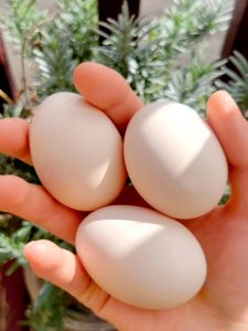 Read more about the article Beginner’s Journey to Raising Chickens for Eggs and Homestead Life