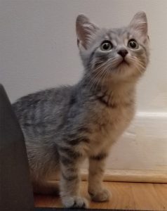 american short hair cat