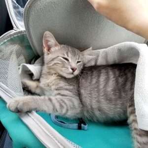 american short hair cat