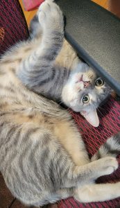 american short hair cat