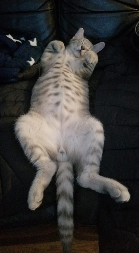 american short hair sleeping on a sofa