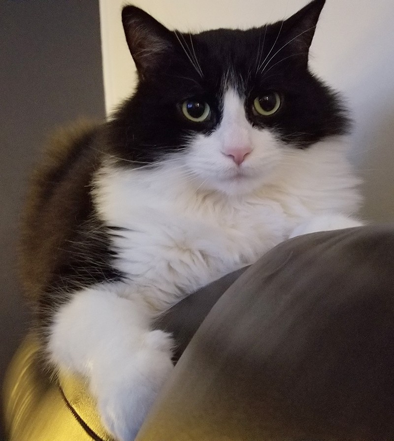 tuxedo cat sitting on top of sofa