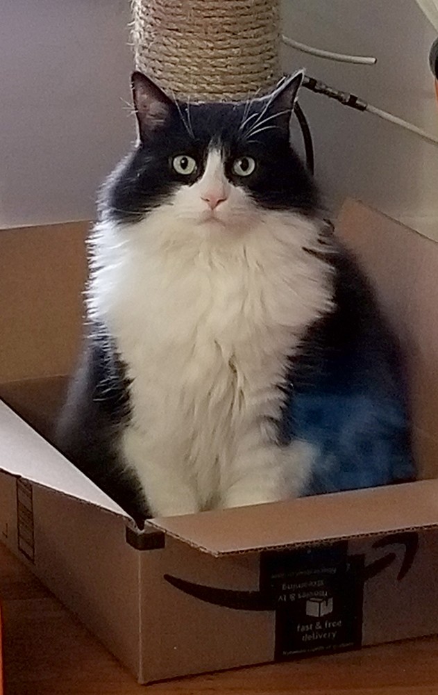 tuxedo cat in a box