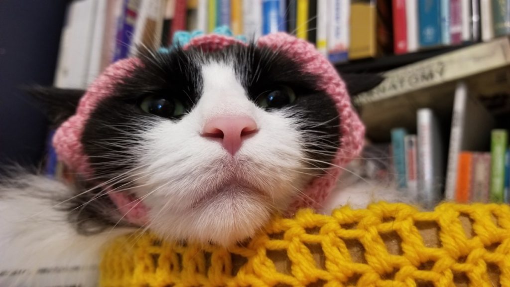 tuxedo cat with crochetted hat