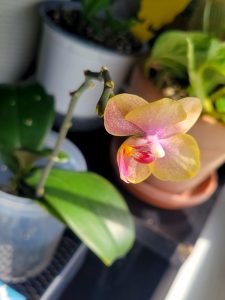 Read more about the article Easy Guide: Growing Orchids in Water that Works for Me