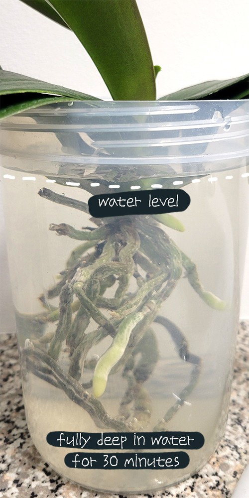 orchid in water
