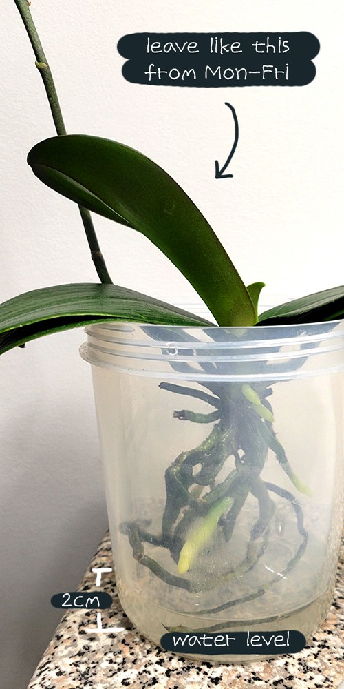 orchid in water
