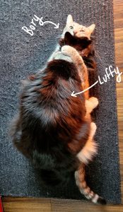 two cats wrestling