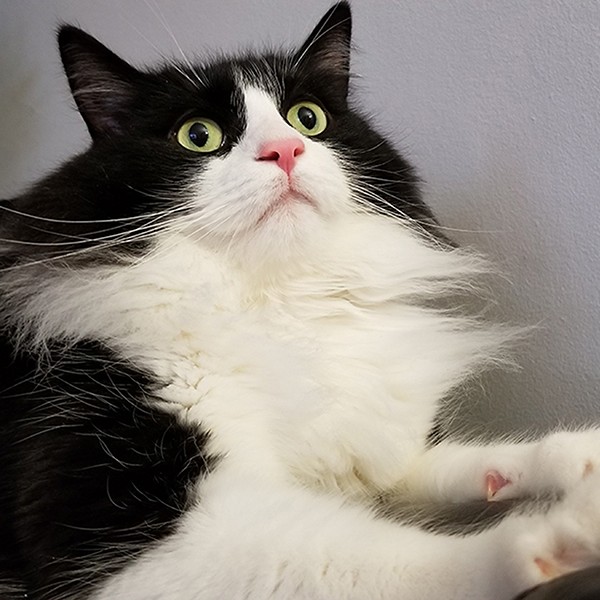 tuxedo cat