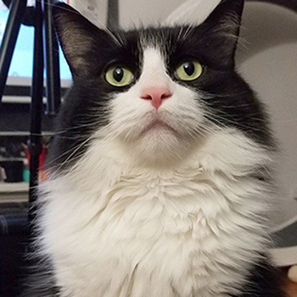 tuxedo cat