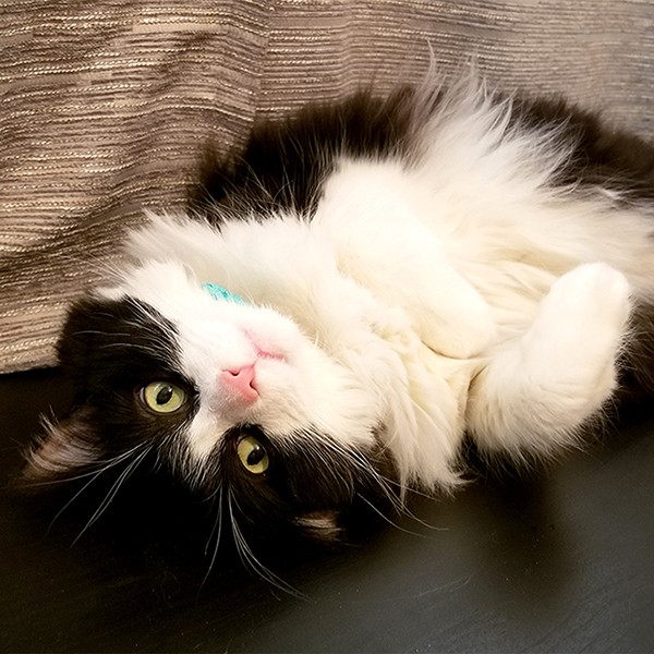 tuxedo cat