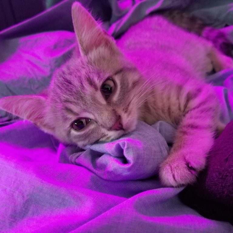brown short hair tabby cat