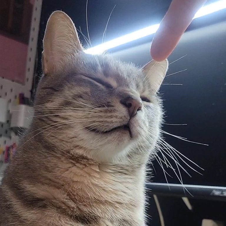 brown short hair tabby cat