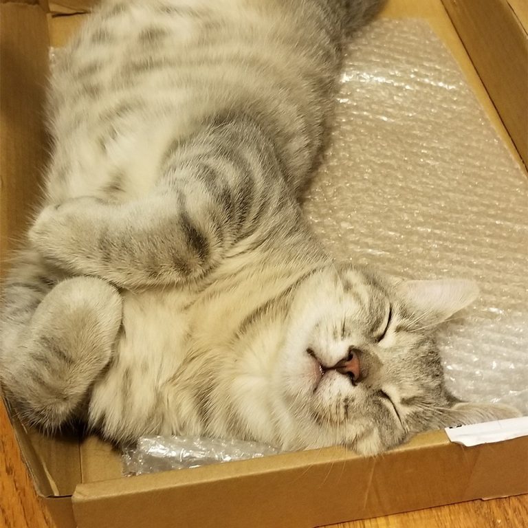 brown short hair tabby cat