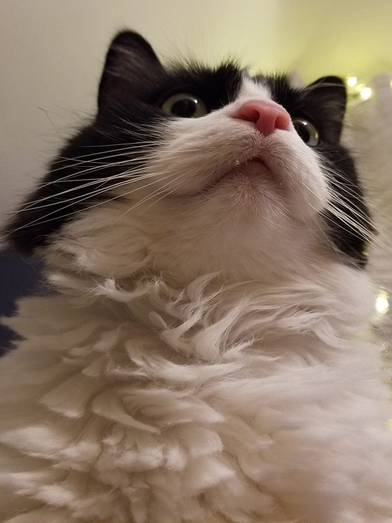 How One Cat Turned Into 40: Our First Cat Adoption Story Featuring Luffy