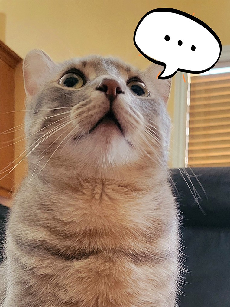 Living with a Second Cat: The Journey from Tension to Friendship