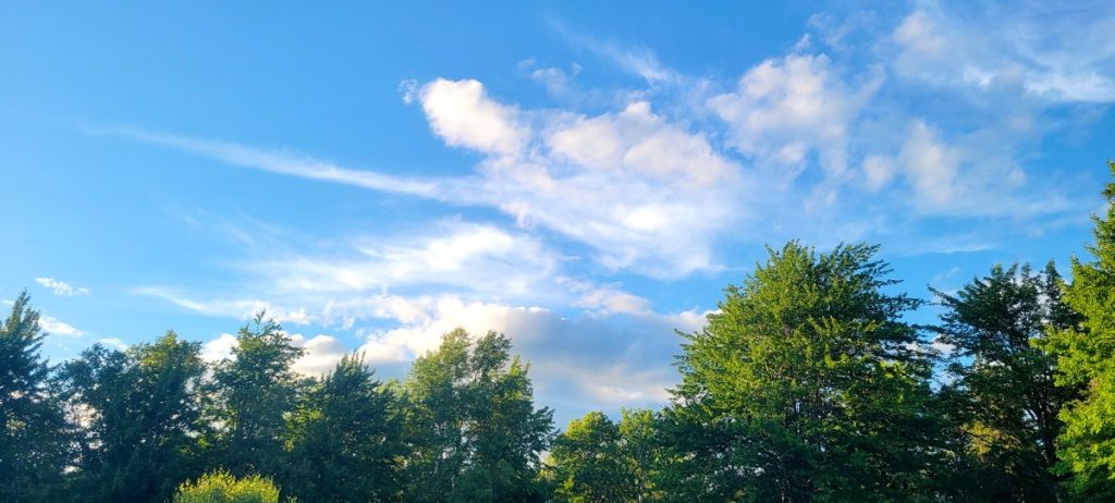 blue sky and evergreen trees on the horizontal line