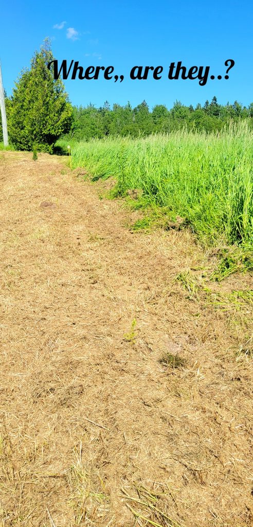 wide empty field with one tree in the far background