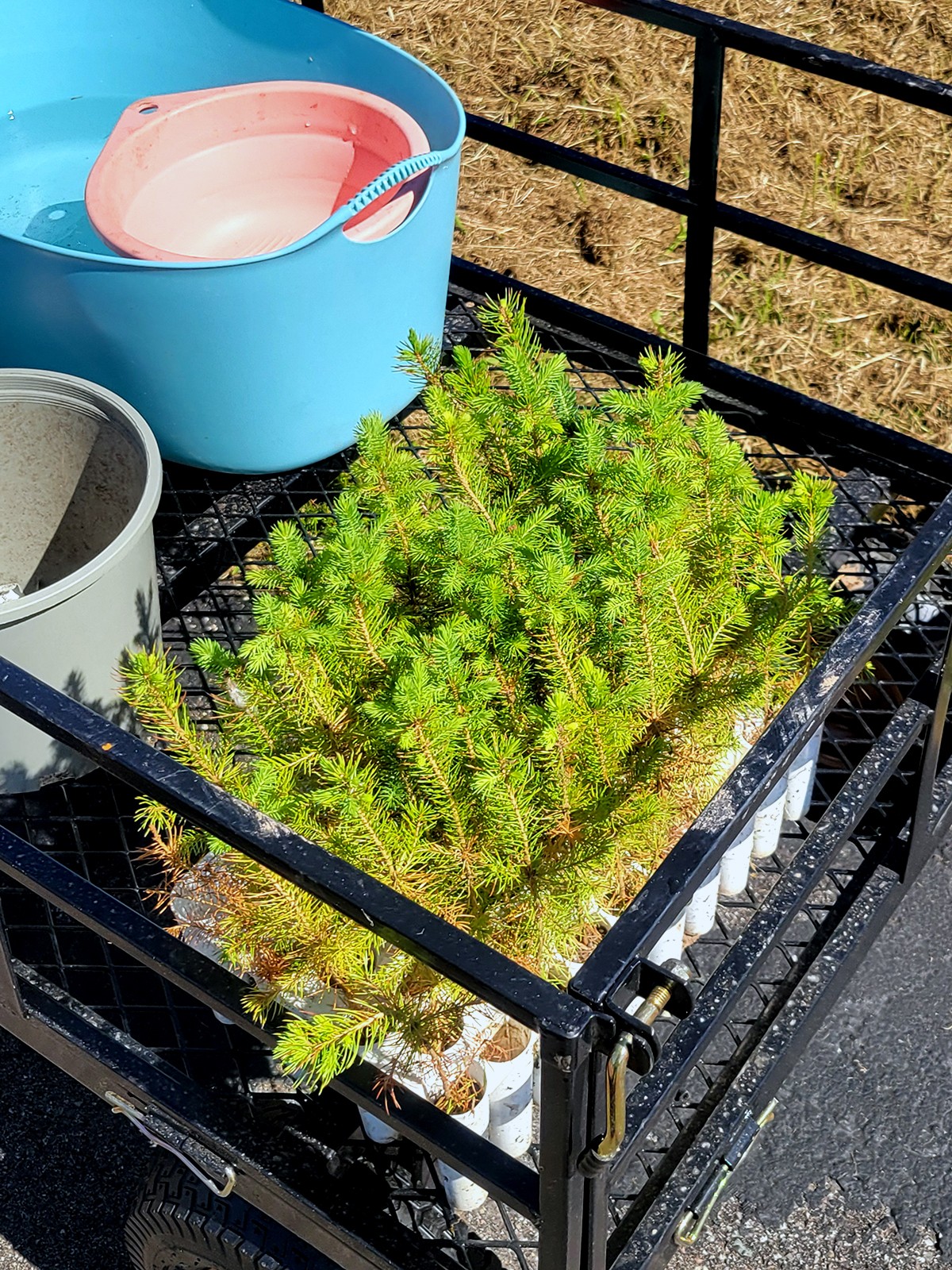 You are currently viewing Planting Baby Evergreen Trees: Our Little Garden Adventure