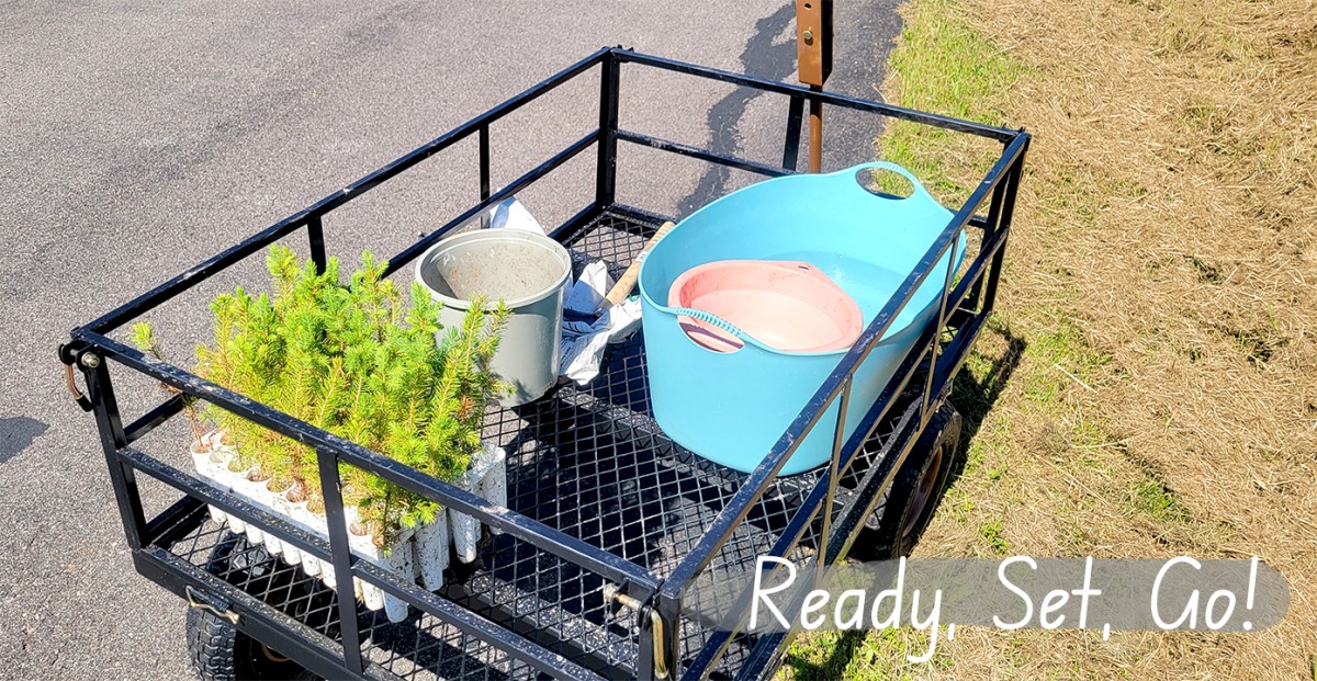Read more about the article 20240616-Planted Baby Ever Green Trees