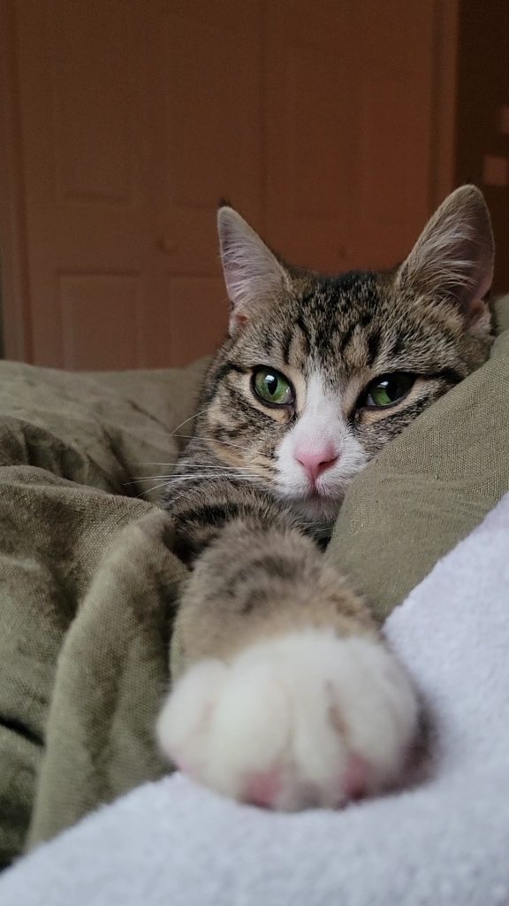 cute cat in green blanket