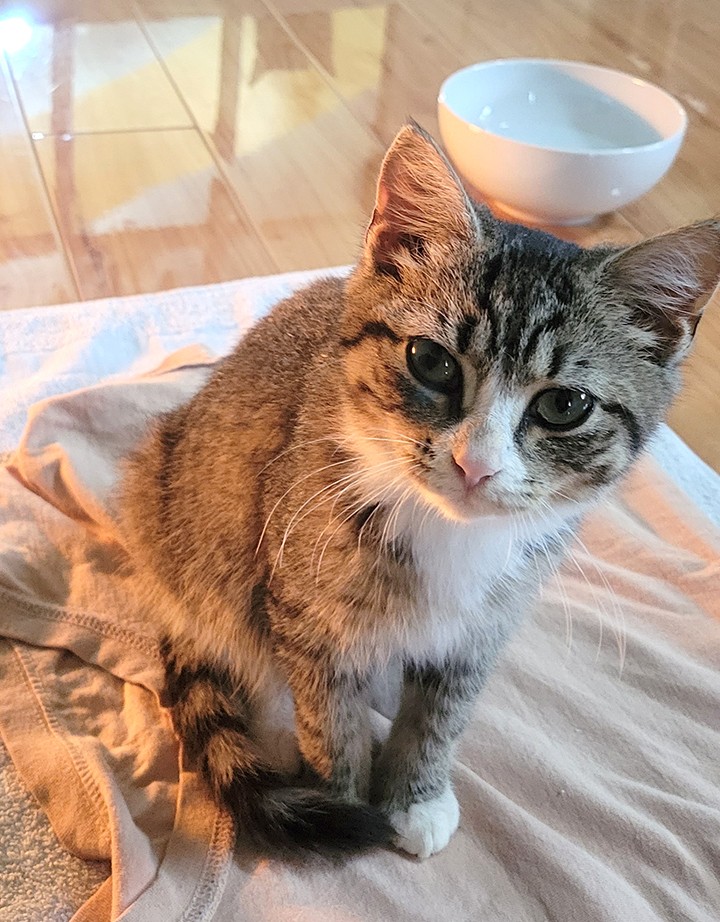 cute tabby kitty staring right at you