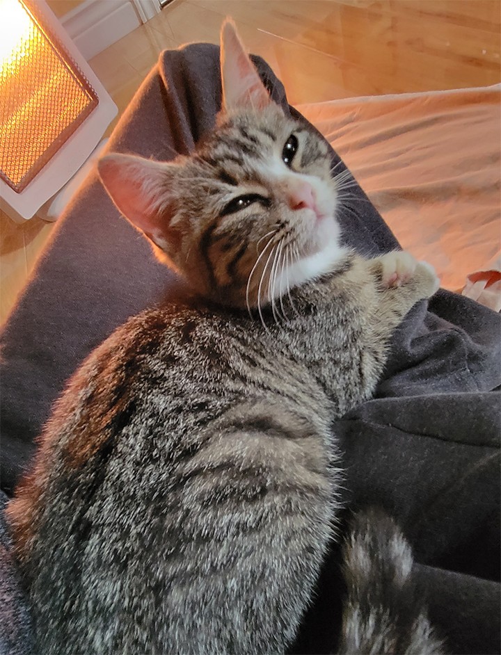 cute tabby kitty staring up 