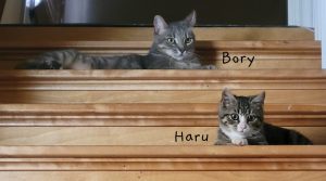 two tabby cats sitting on stairs