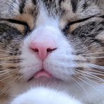 cute tabby kitty with tongue sticking out