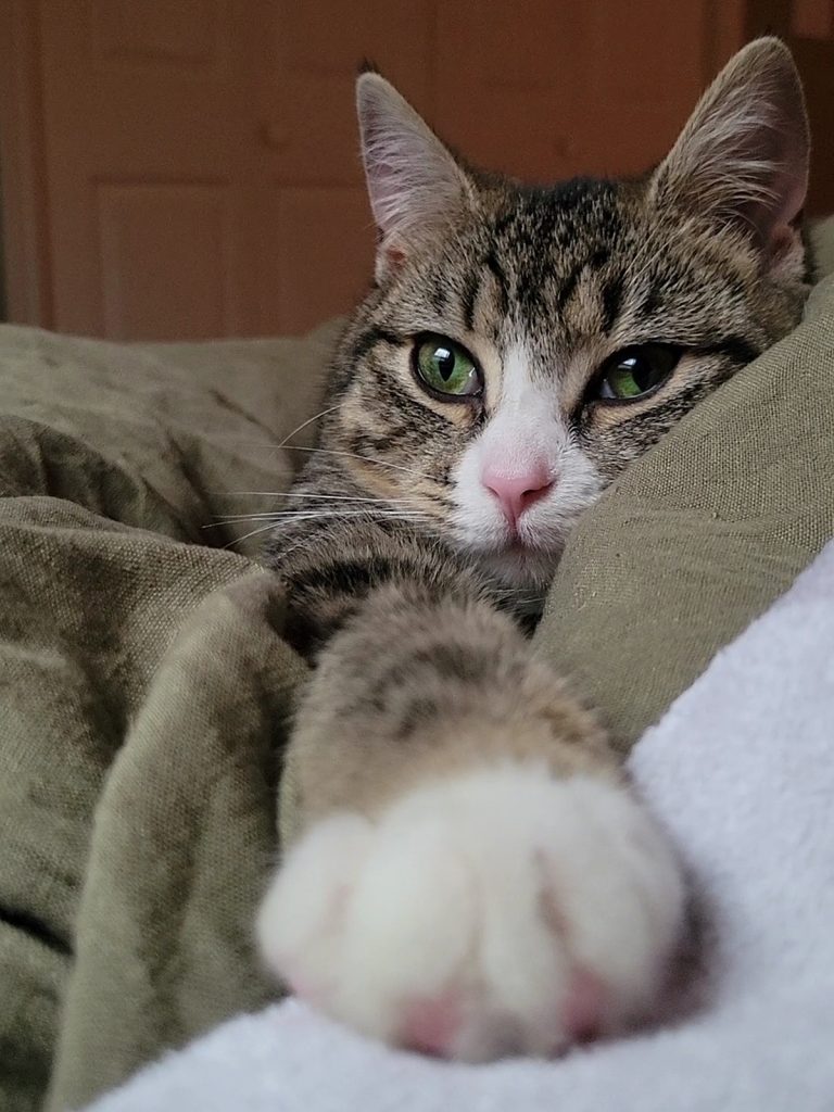 How a Stray Kitten Became Our Beloved Third Cat, Haru