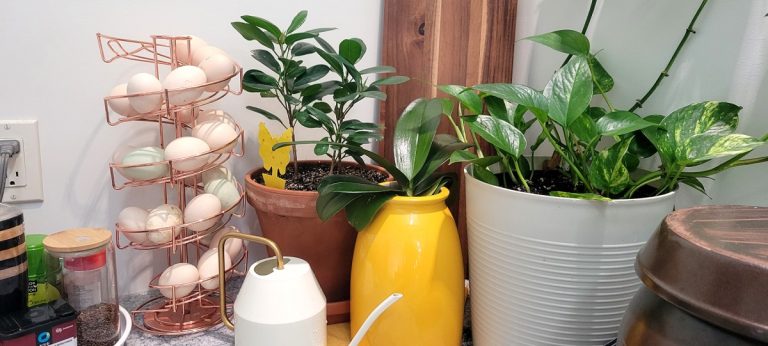 Bringing Greenery into My Kitchen