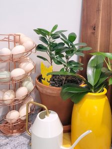 Read more about the article Simple Kitchen Decor Using Growing Indoor Houseplants