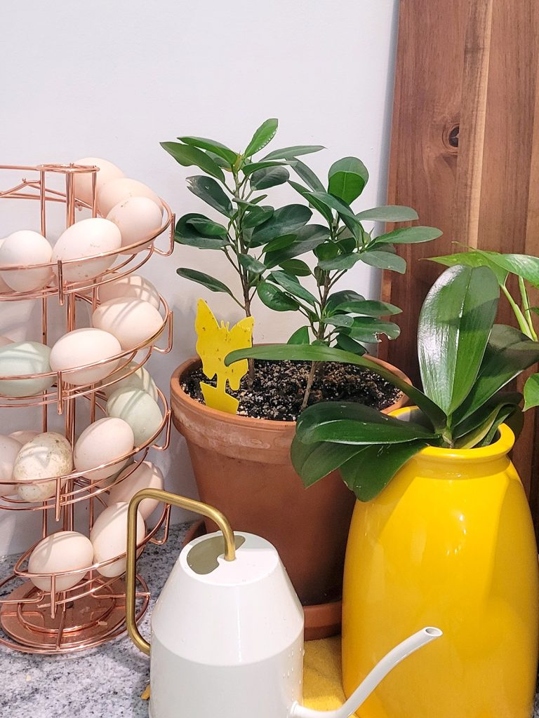Simple Kitchen Decor Using Growing Indoor Houseplants