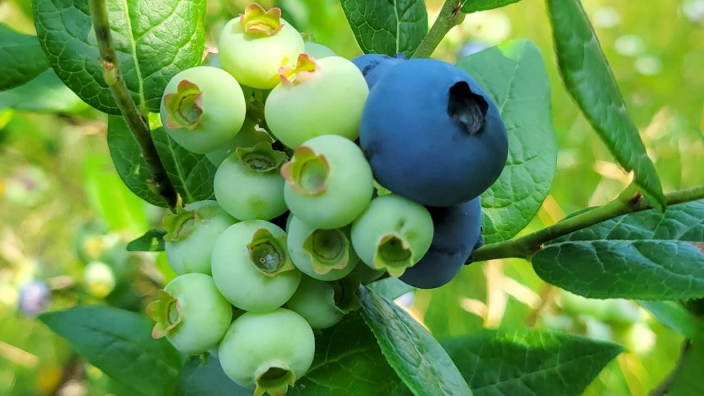 blueberry with green leaves