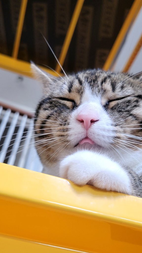 cute tabby cat Haru