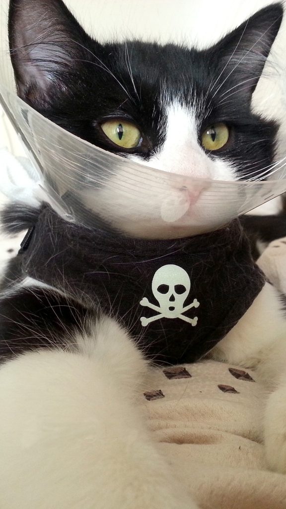 tuxedo cat luffy