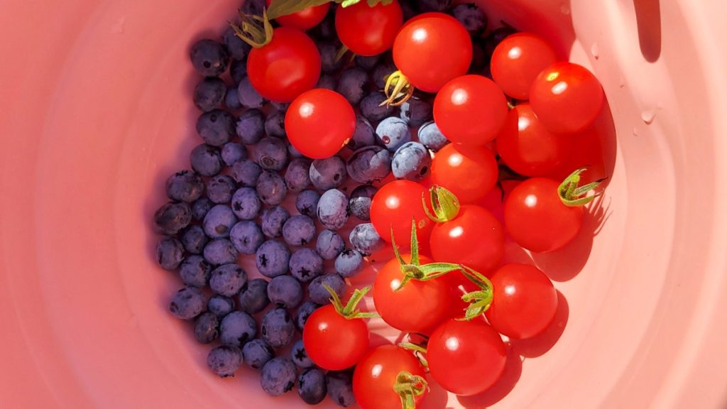 hand picked blueberry and tomatoes