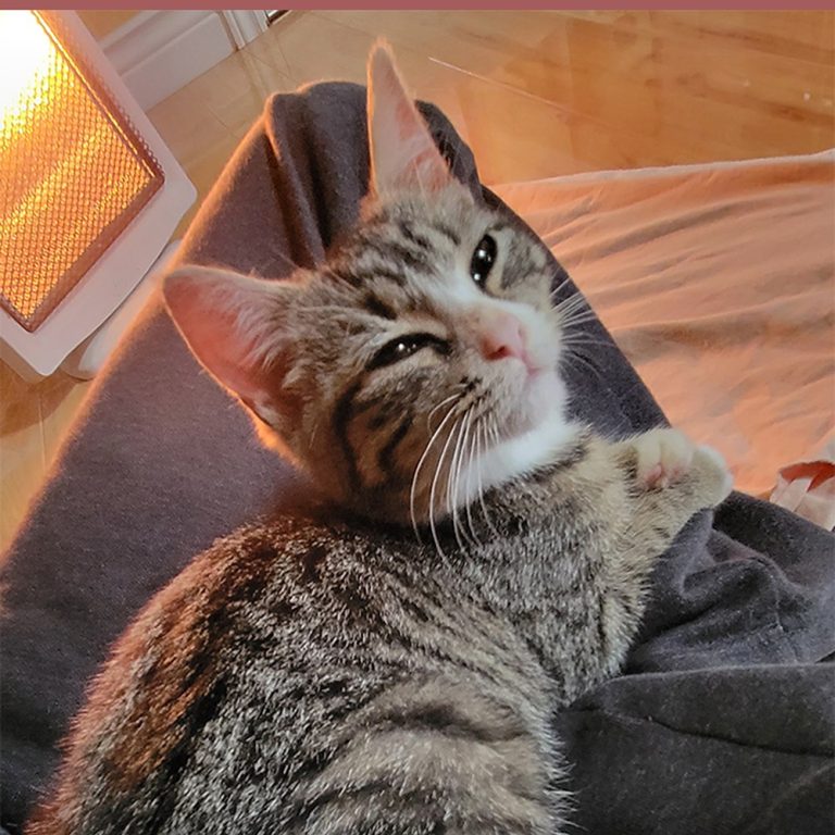 tabby female cat