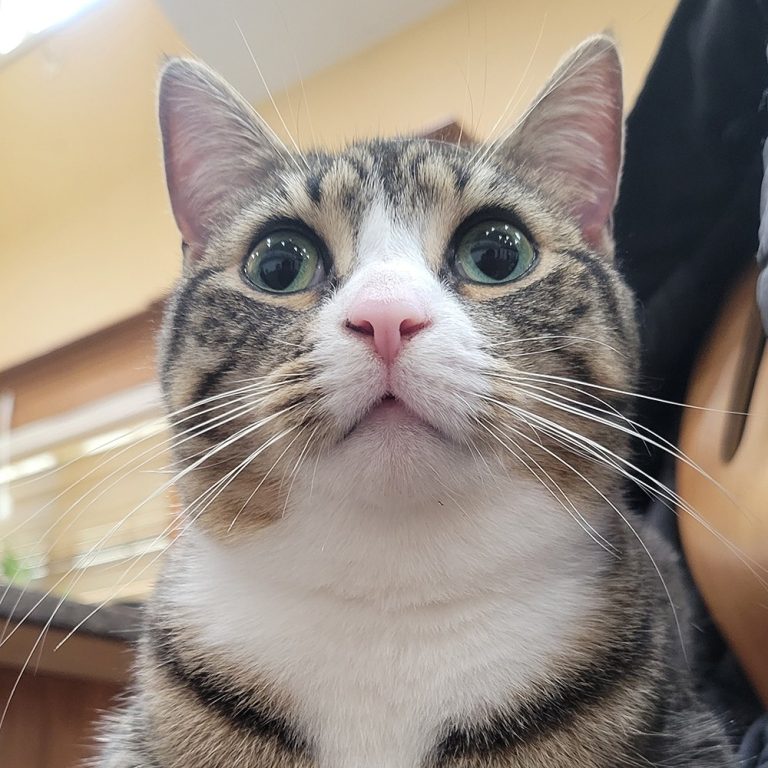 tabby female cat
