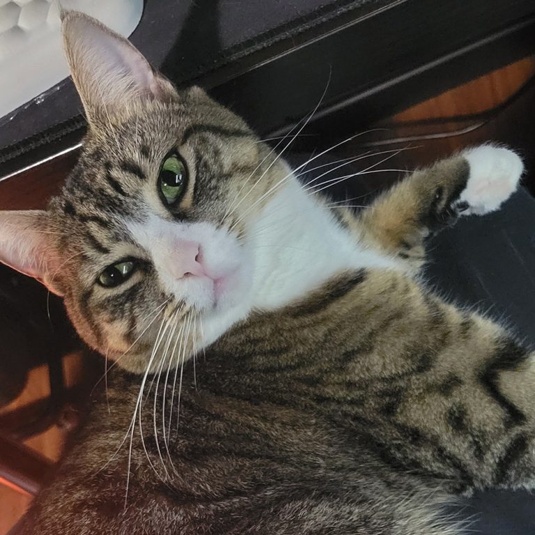 tabby female cat