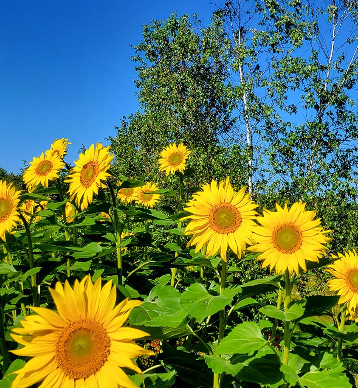 sunflower with green leaves